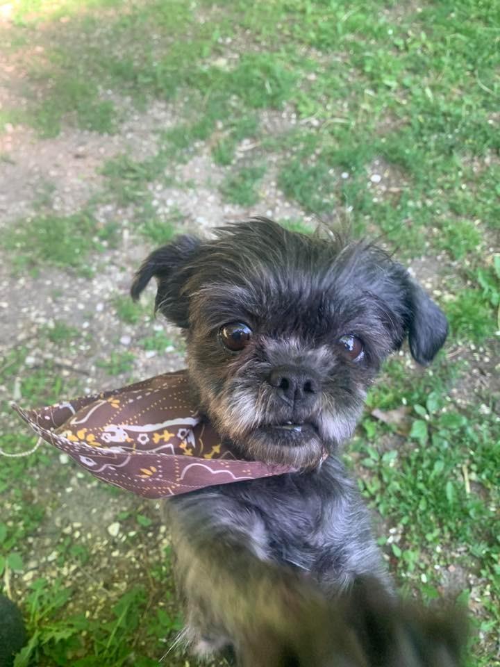 Fancy $450, a Adoptable mixed breed in Milwaukee, WI image 3/4