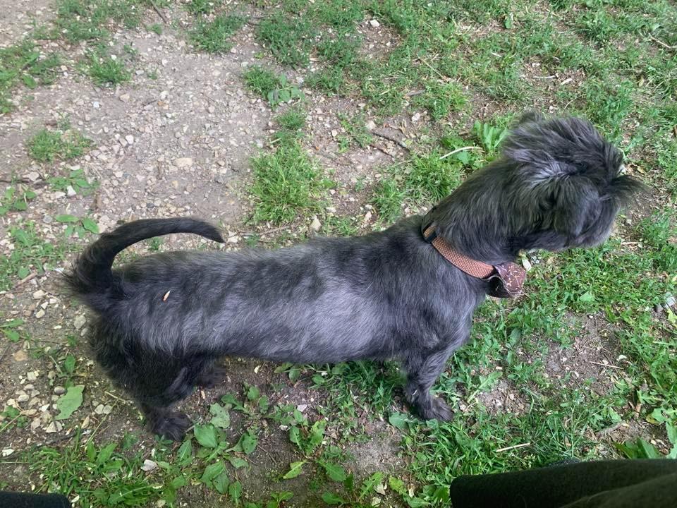 Fancy $450, a Adoptable mixed breed in Milwaukee, WI image 4/4
