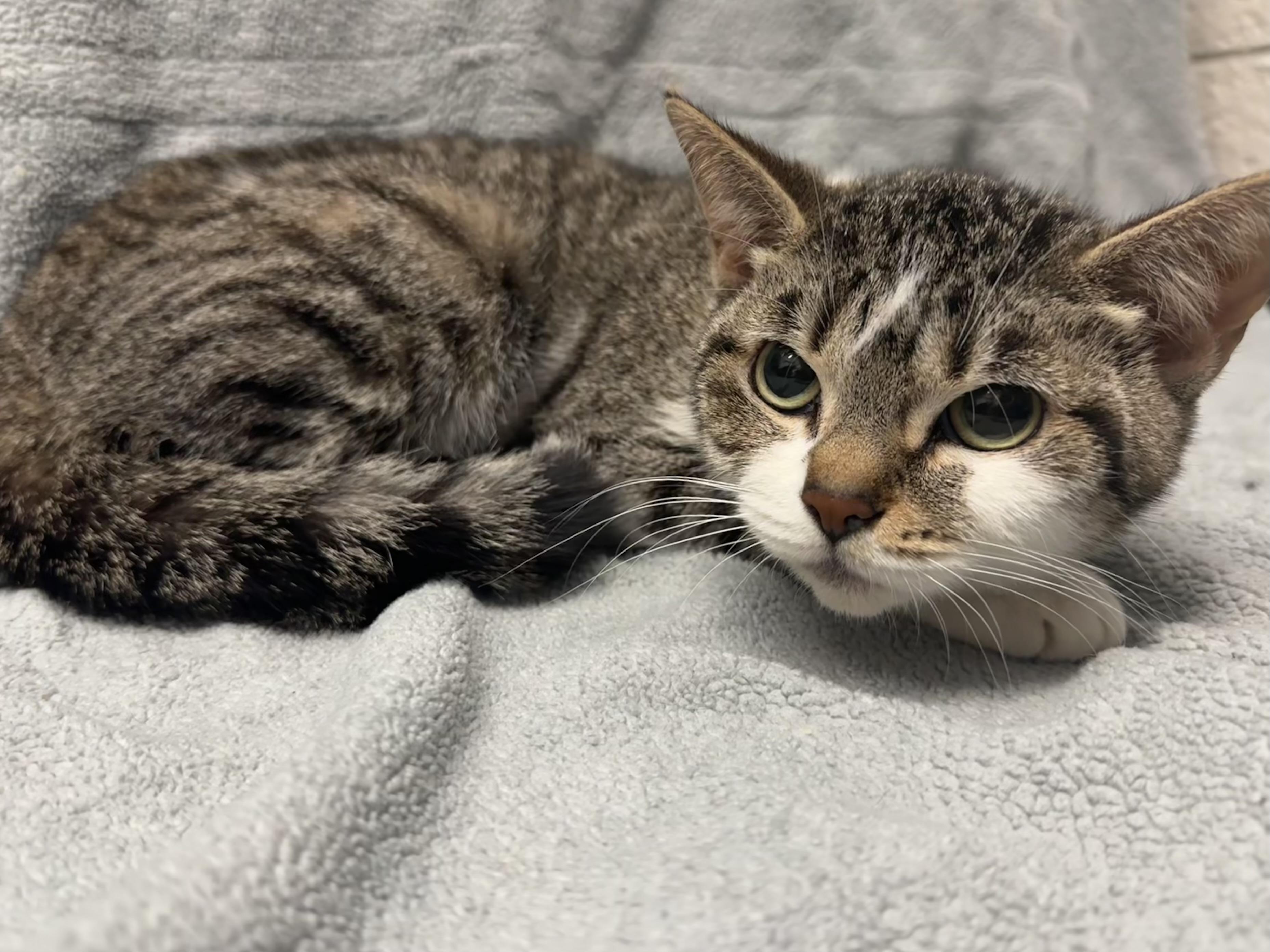 Summer, Adoptable, Young Female Domestic Short Hair.
