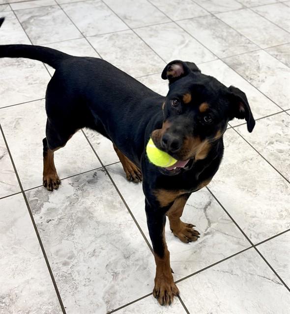 Enlarge TRULY, a Adoptable Rottweiler in Kalamazoo, MI image 1/1