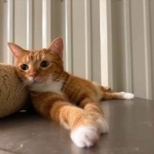 Lilly (Bonded to Millie) photo