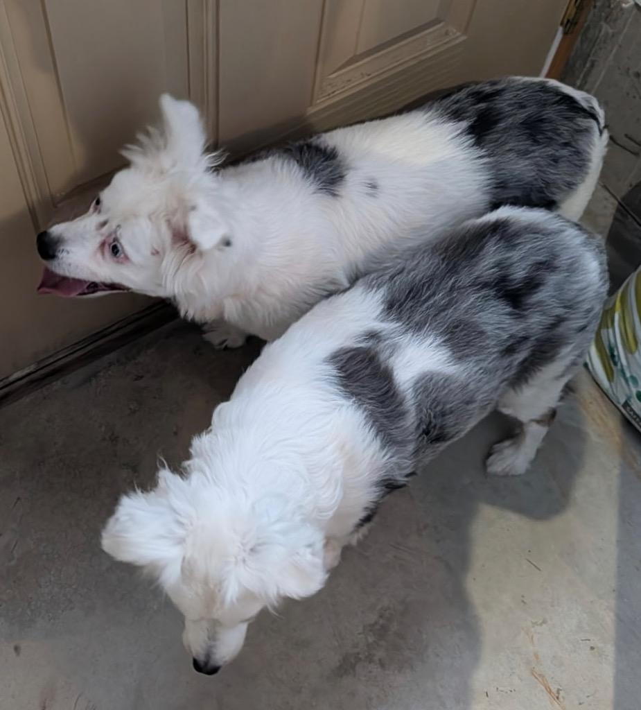 Lily, Adoptable, Senior Female Australian Shepherd.