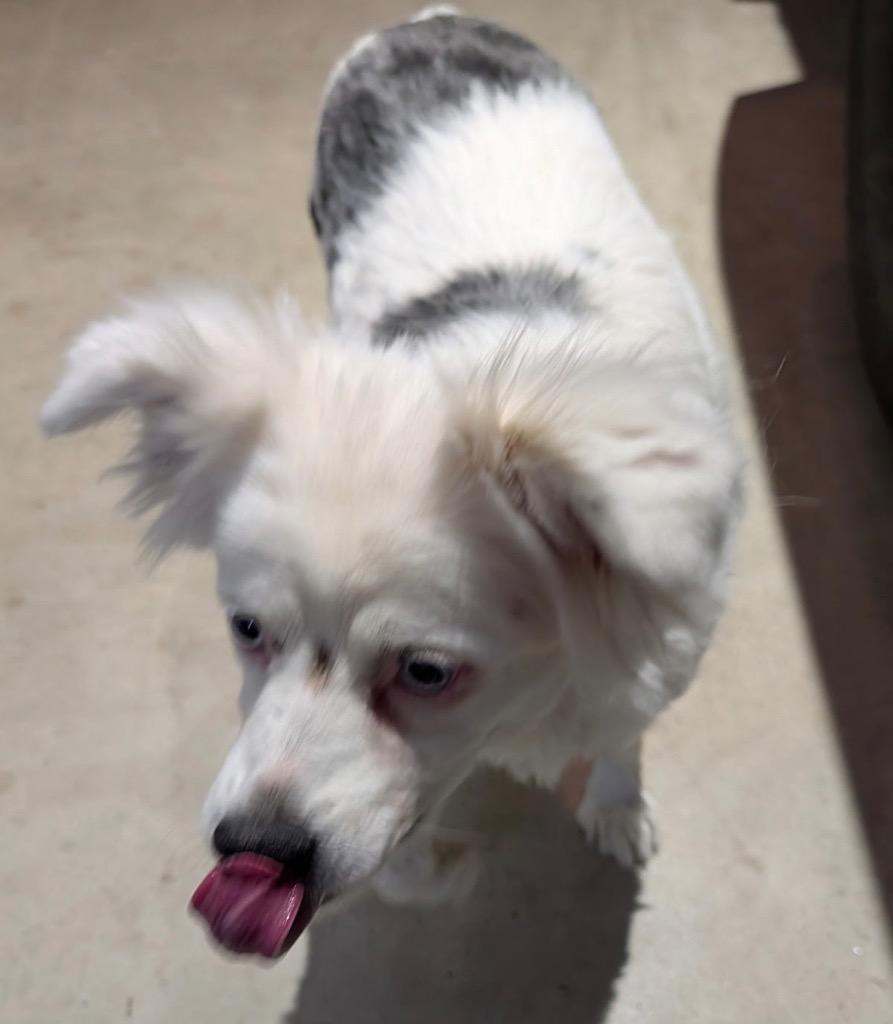 Enlarge Lily, a Adoptable Australian Shepherd in Thompson Falls, MT image 2/2