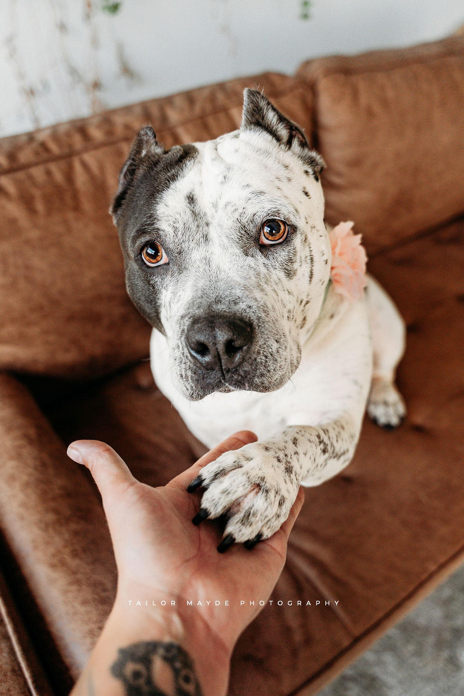 Barb, Adoptable, Adult Female Pit Bull Terrier.