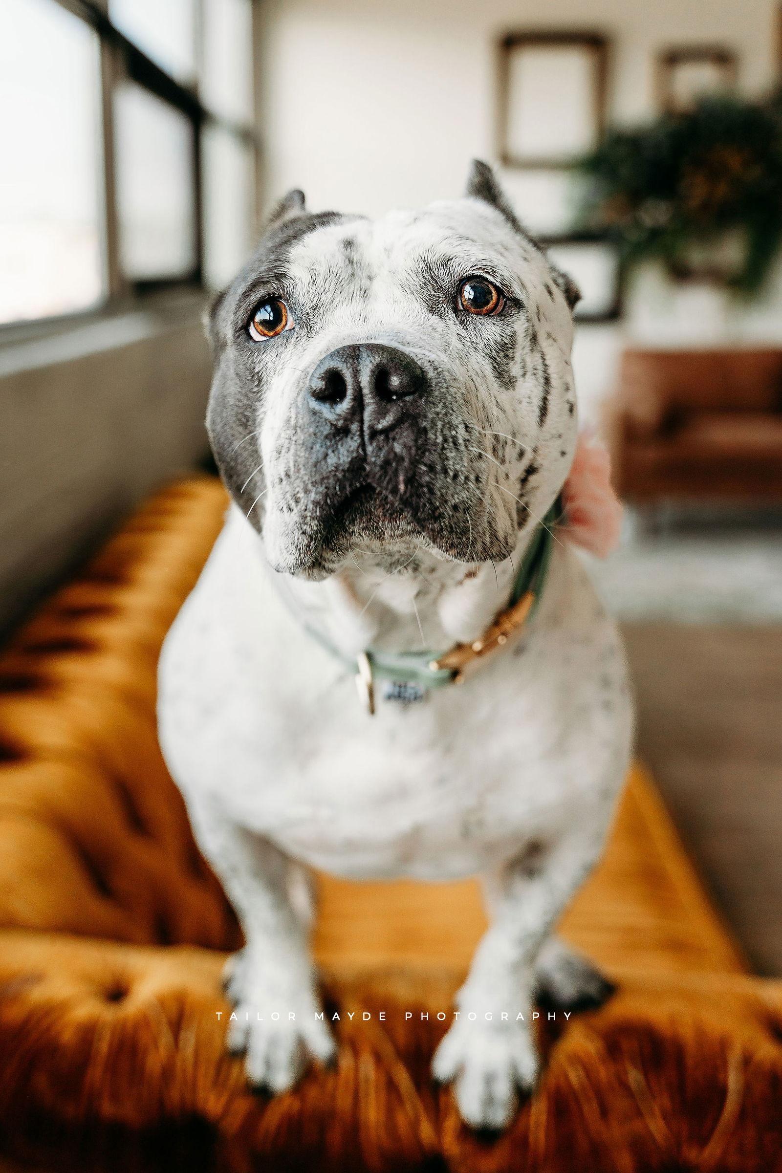 Enlarge Barb, a Adoptable Pit Bull Terrier in Springville, NY image 3/3