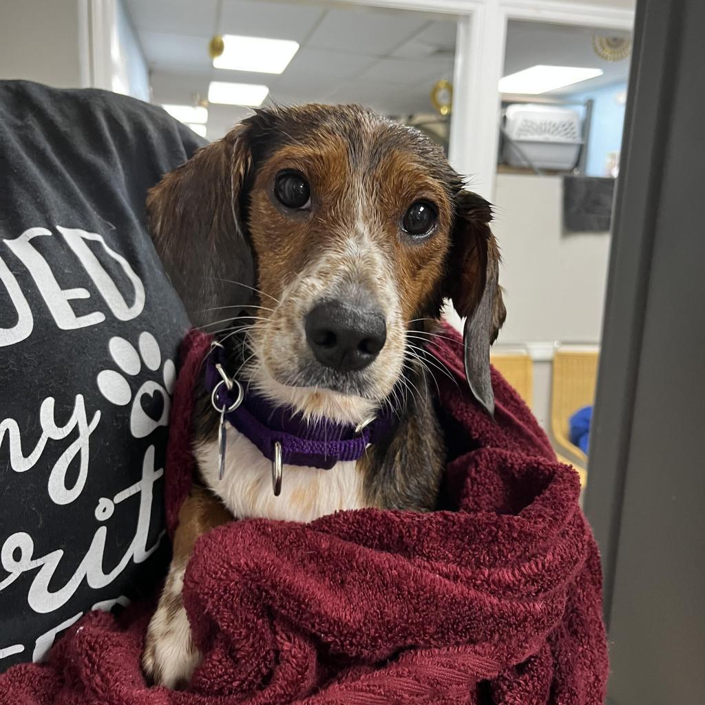 Enlarge Bailey, an adopted mixed breed in Medford, NY image 1/1