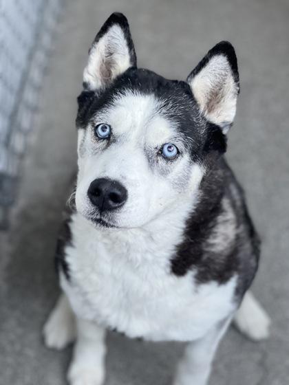 Calliope, an adopted mixed breed in Sacramento, CA image 2/4