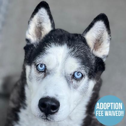 Calliope, an adopted mixed breed in Sacramento, CA image 1/4