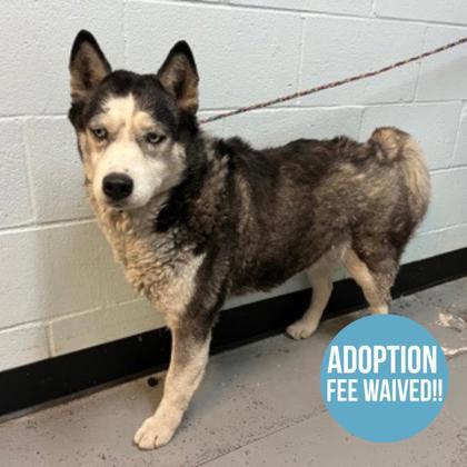 Calliope, an adopted mixed breed in Sacramento, CA image 4/4