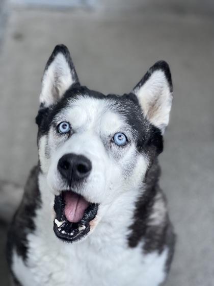 Calliope, an adopted mixed breed in Sacramento, CA image 3/4