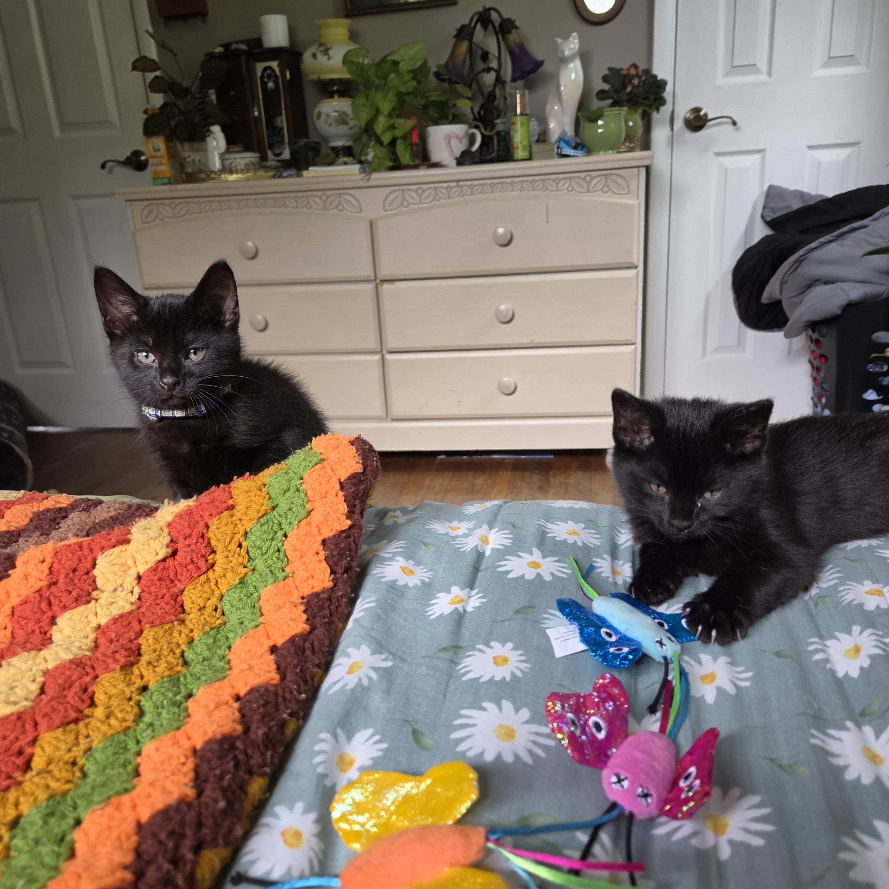 Sprite (bonded with Soot), a ADOPTABLE mixed breed in Fort Oglethorpe, GA image 5/6