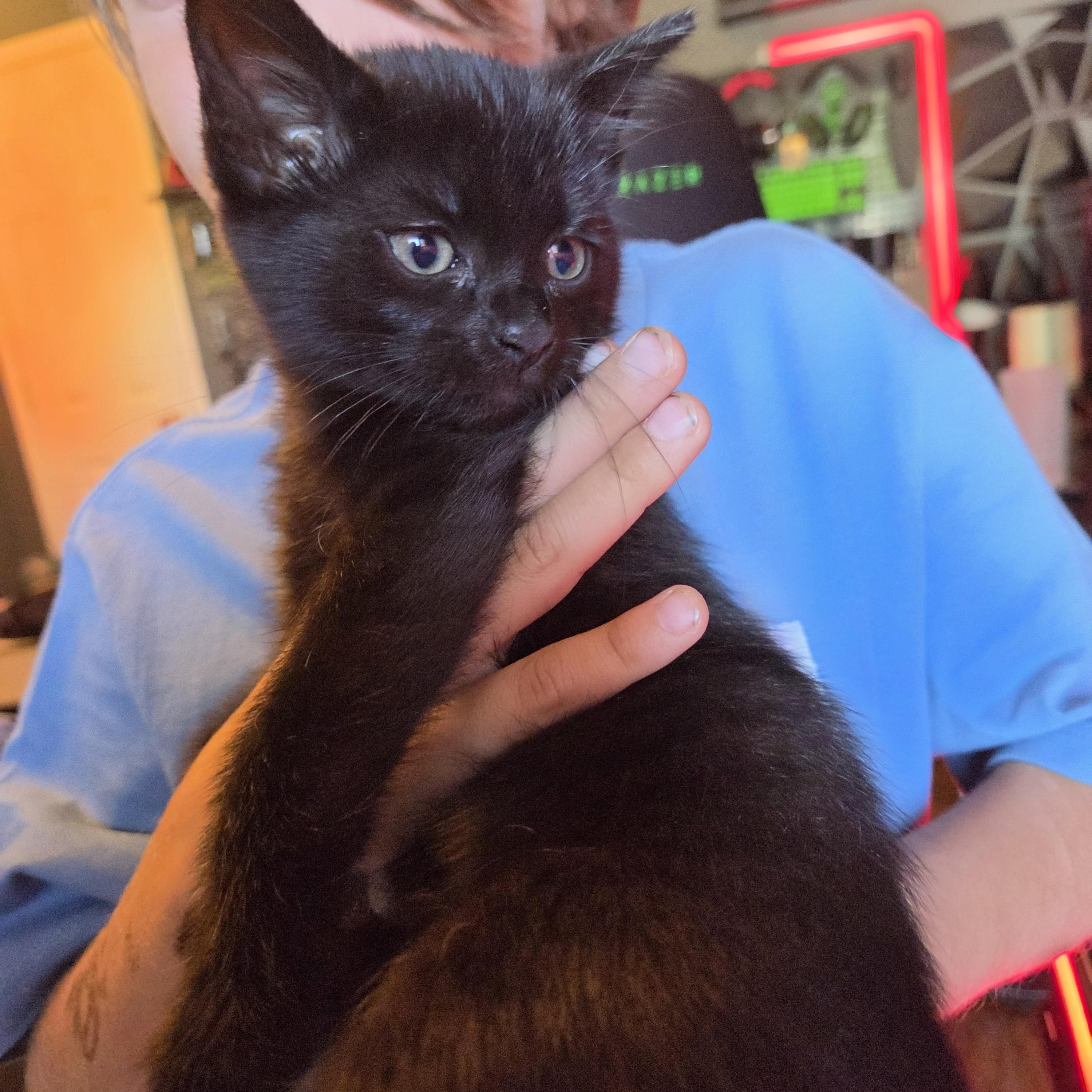 Sprite (bonded with Soot), a ADOPTABLE mixed breed in Fort Oglethorpe, GA image 6/6