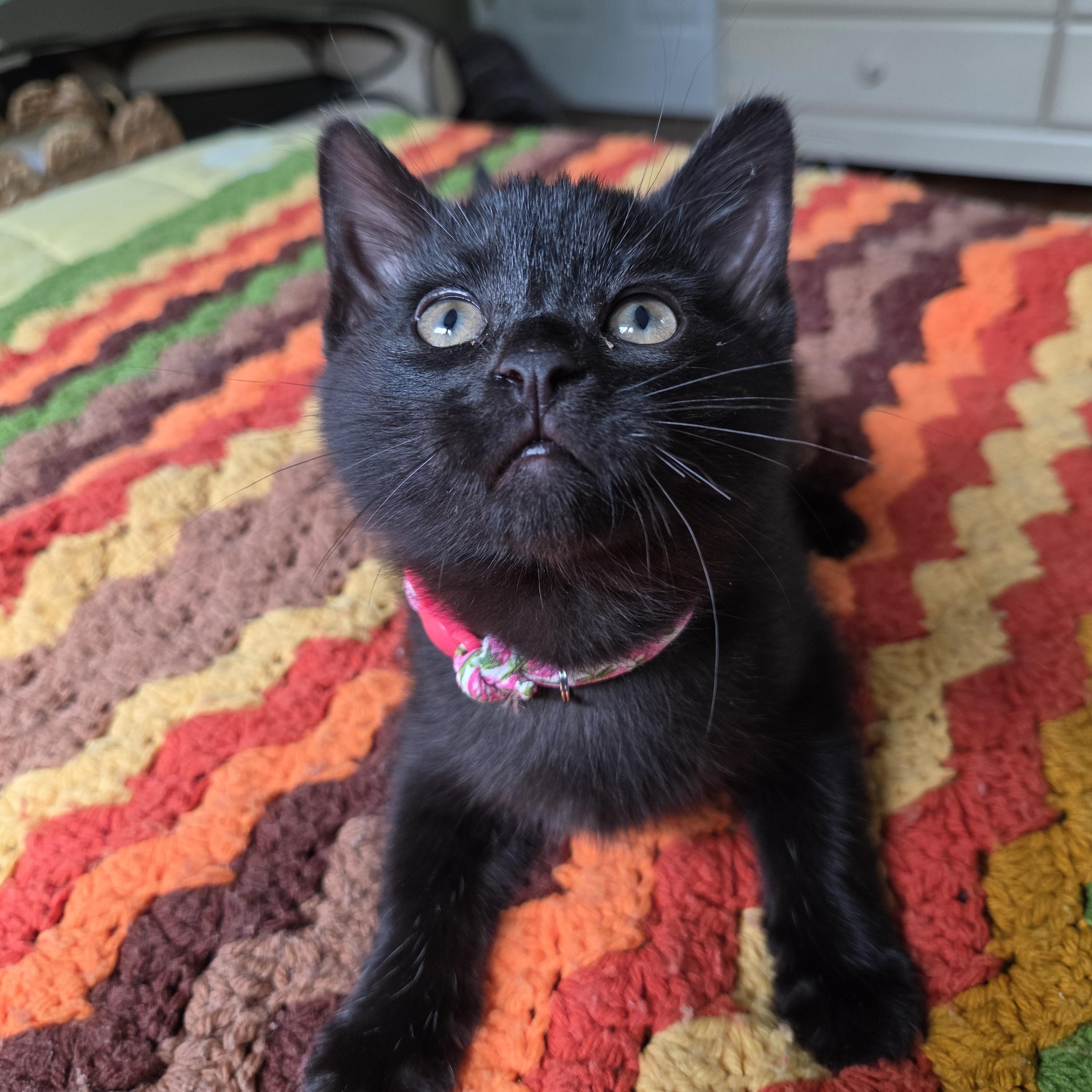 Sprite (bonded with Soot), a ADOPTABLE mixed breed in Fort Oglethorpe, GA image 2/6