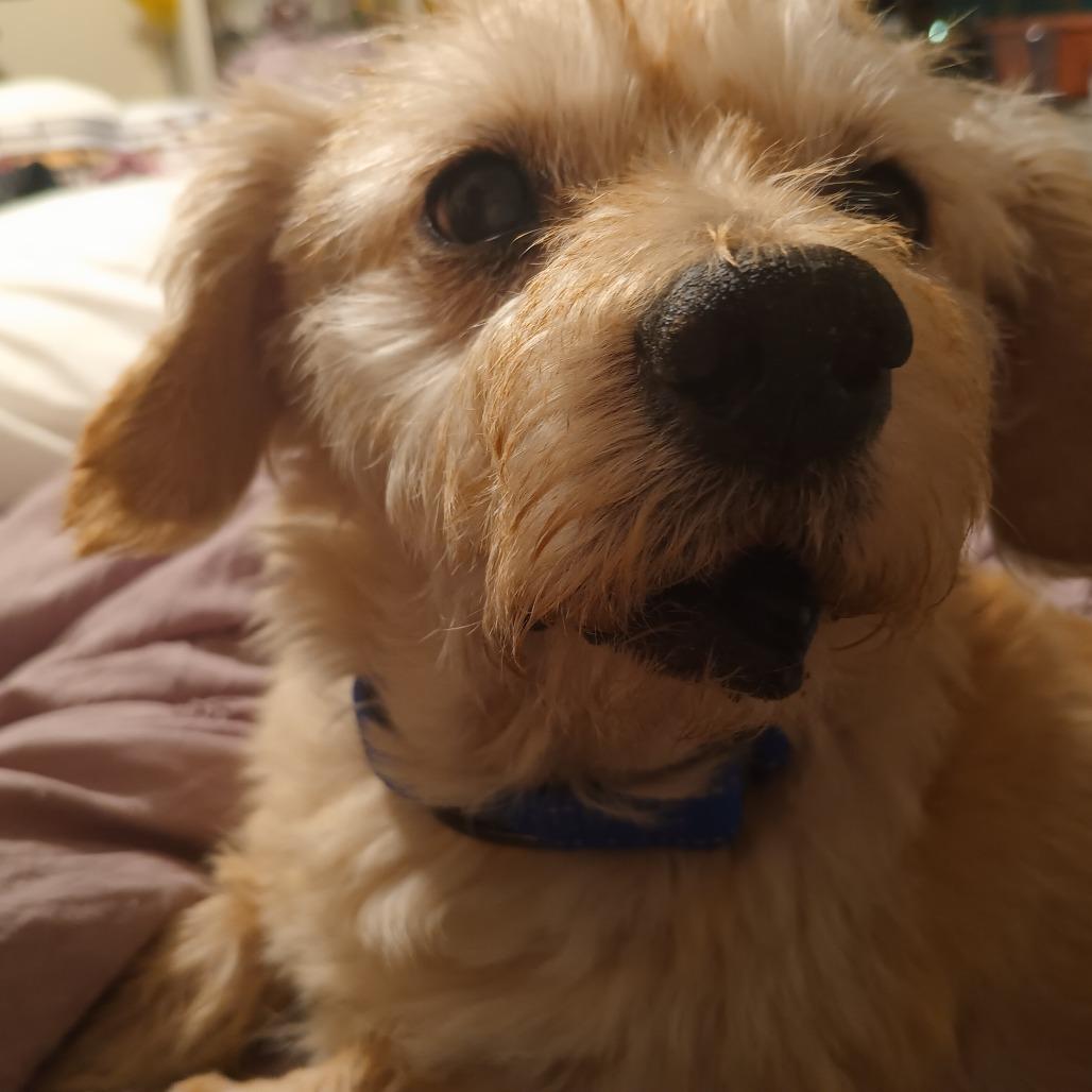 Chuck — thumbnail 4