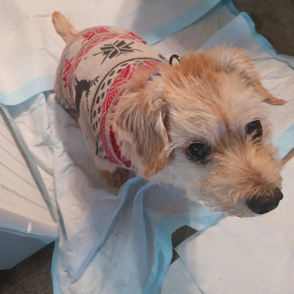 Chuck — thumbnail 6