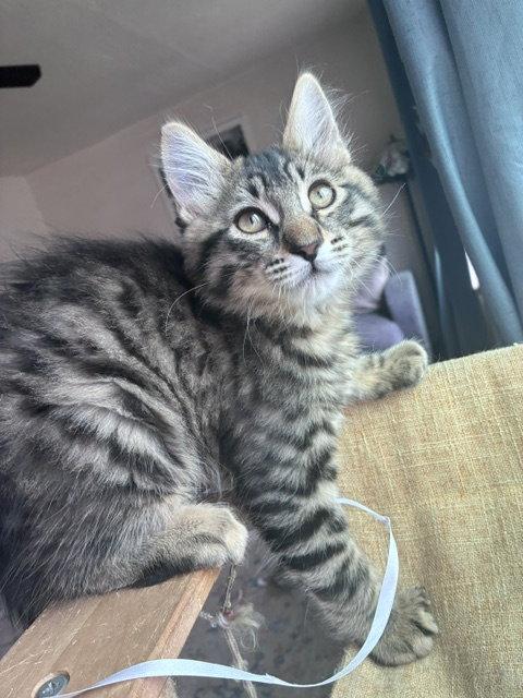 Dean, Hannah & Tai Lung - CCC, Adopted, Kitten Male Domestic Short Hair & Domestic Medium Hair.