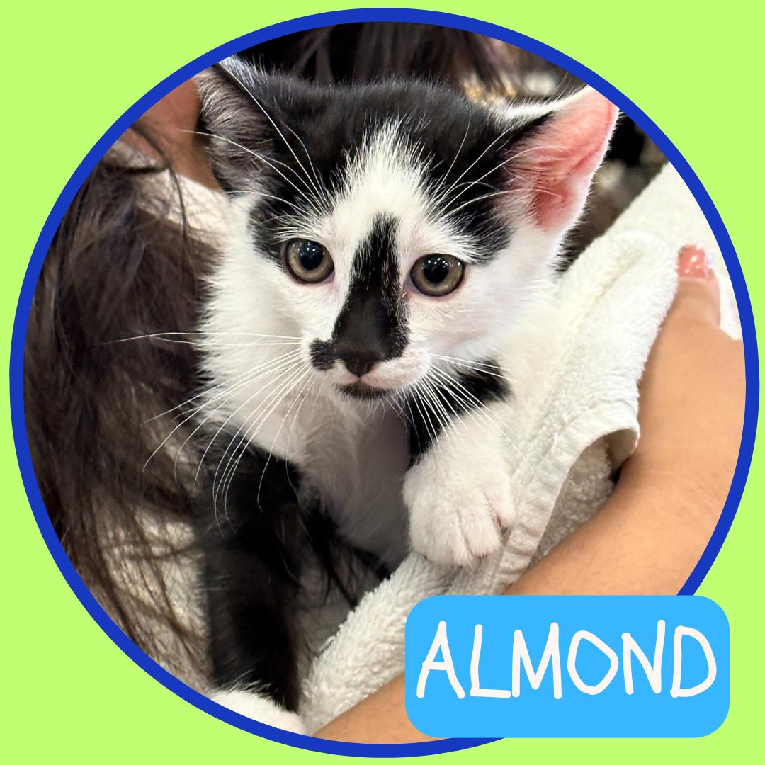 bonded pair Almond & Chestnut, a Adoptable mixed breed in Toluca Lake, CA image 3/6