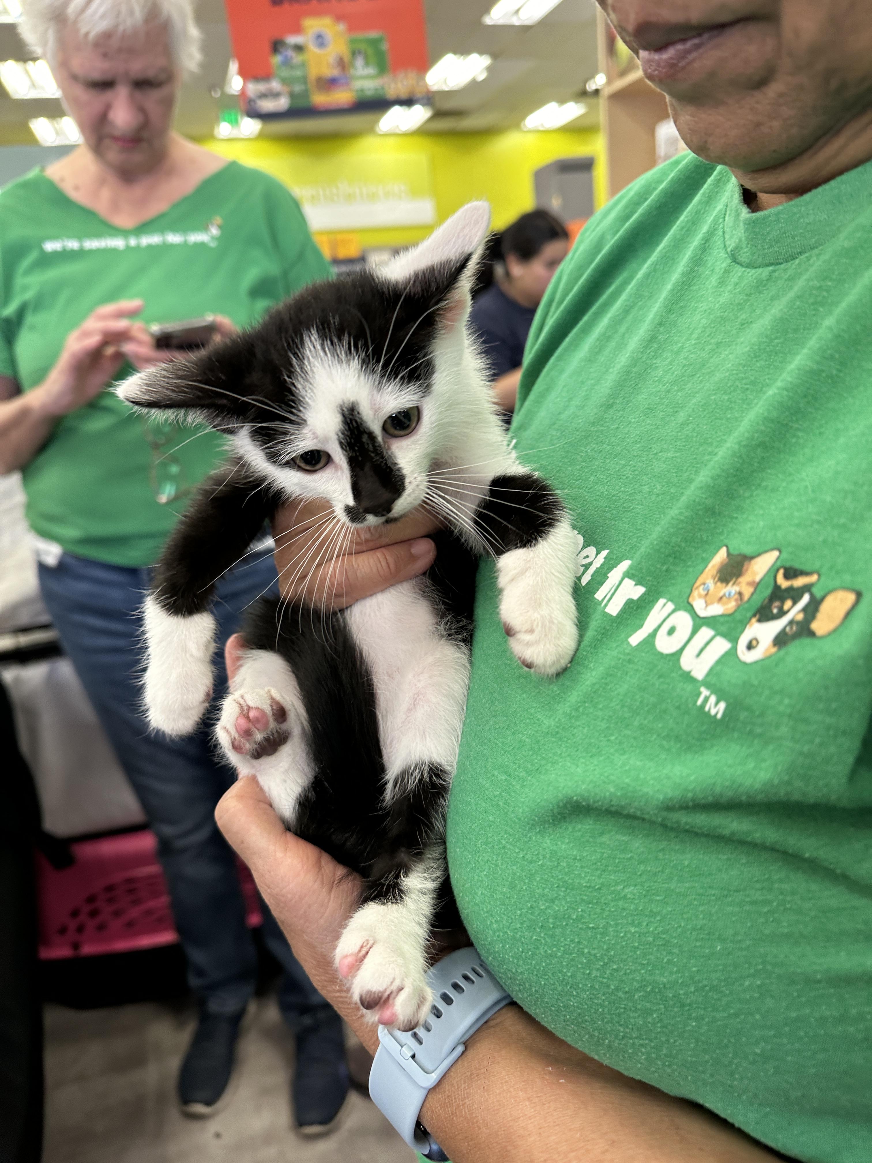 bonded pair Almond & Chestnut, a Adoptable mixed breed in Toluca Lake, CA image 5/6