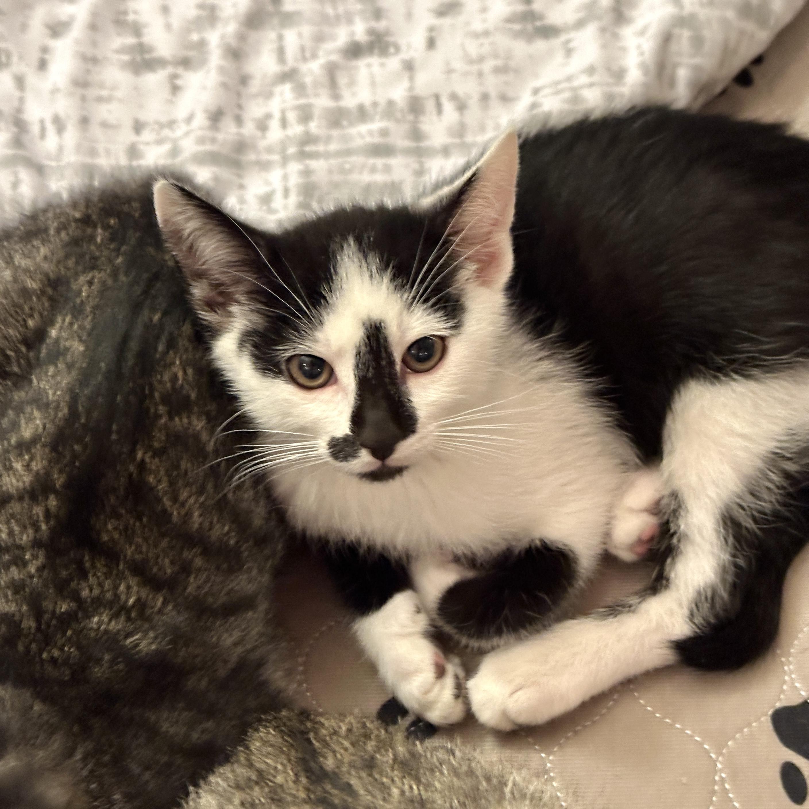 bonded pair Almond & Chestnut, Adoptable, Kitten Male Tuxedo & Domestic Short Hair.