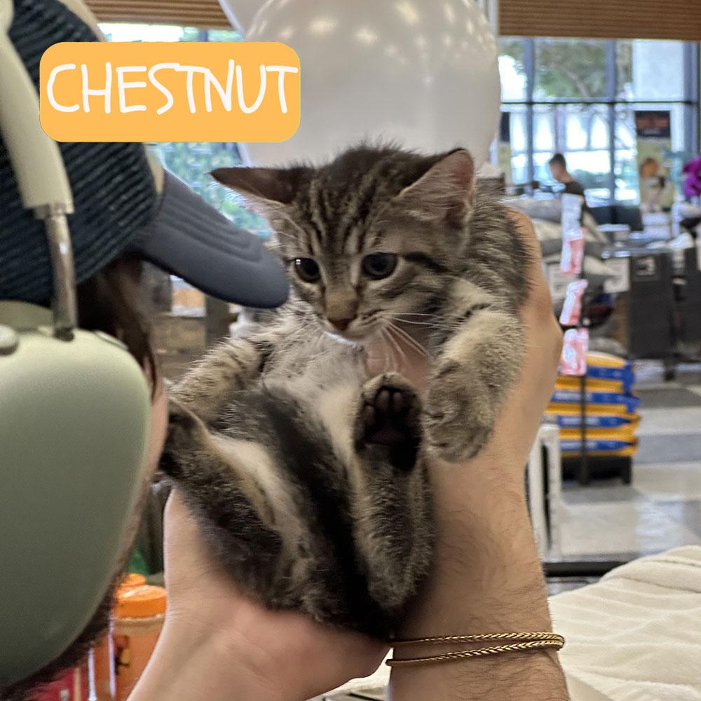 bonded pair Almond & Chestnut, a Adoptable mixed breed in Toluca Lake, CA image 6/6