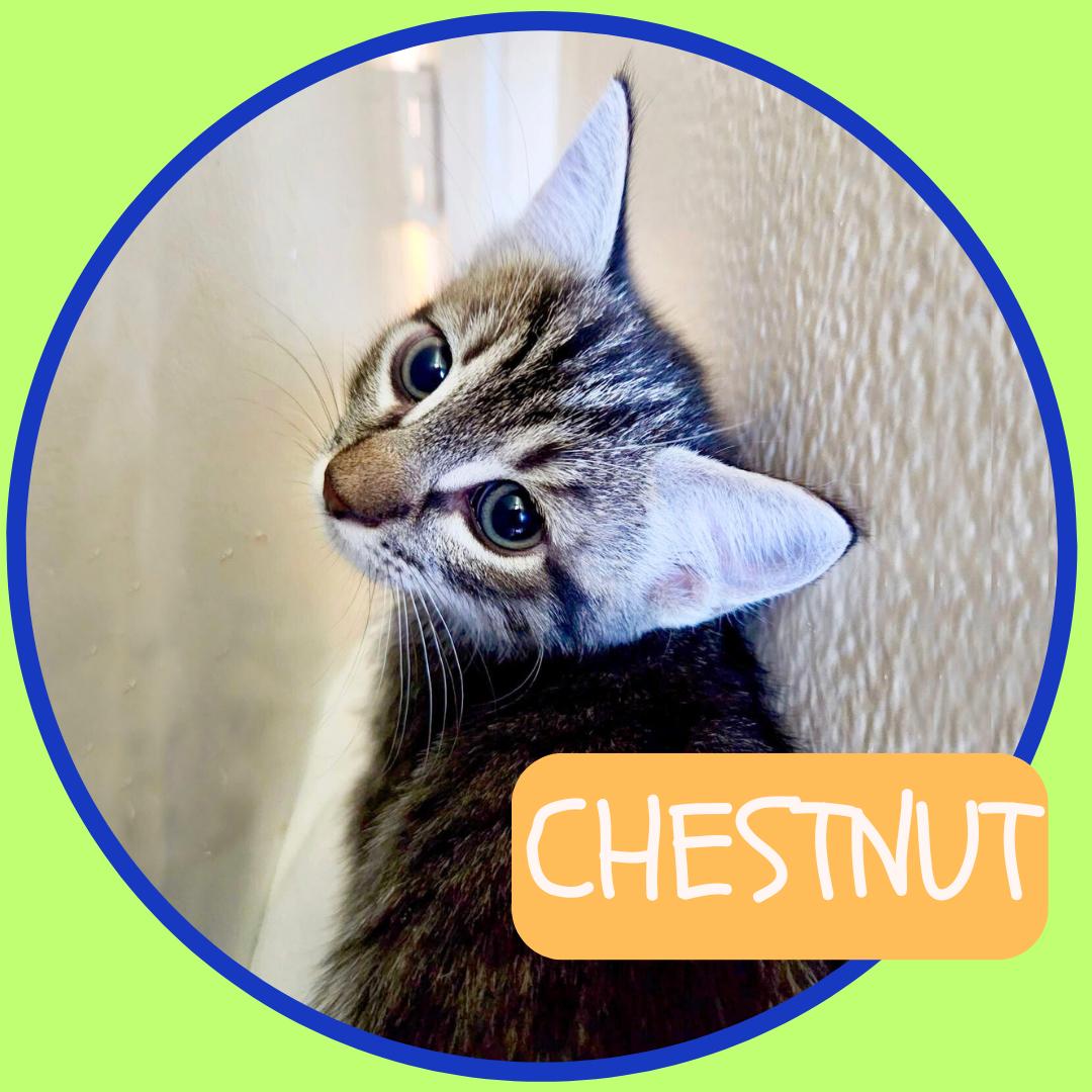 bonded pair Almond & Chestnut, a Adoptable mixed breed in Toluca Lake, CA image 4/6