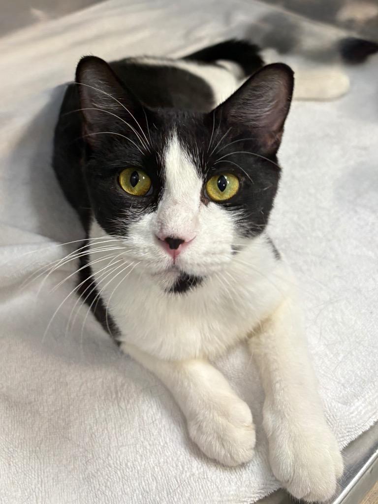 Catherine, Adoptable, Young Female Domestic Short Hair.