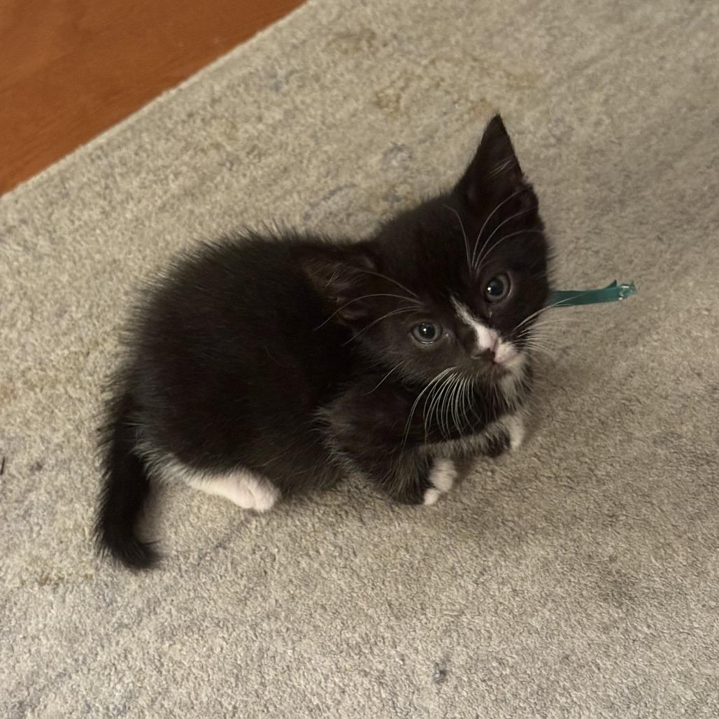 Gingerbread Man 7, Adoptable, Kitten Male Domestic Short Hair.