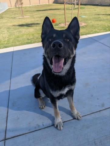 Enlarge AXLE, a Adoptable mixed breed in Redlands, CA image 1/1