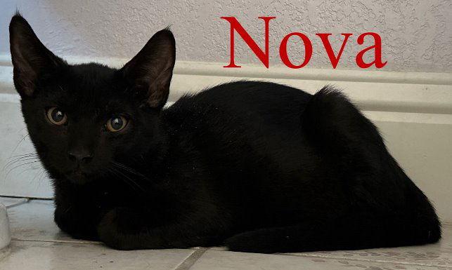 Nova, Adoptable, Kitten Female Domestic Short Hair.