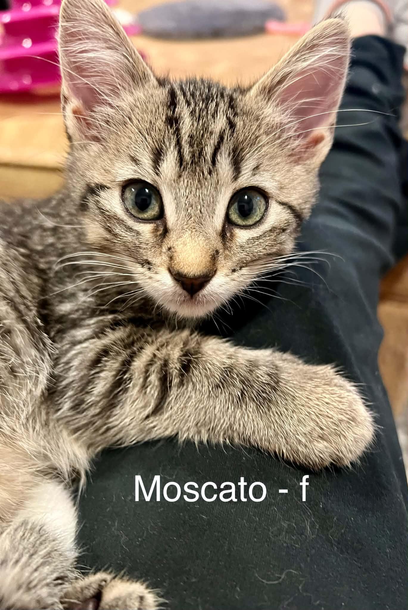 Moscato, Adoptable, Kitten Female Domestic Short Hair.