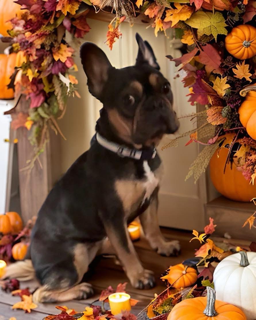 Enlarge Harley, a ADOPTABLE French Bulldog in Bronx, NY image 4/4