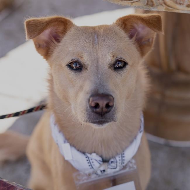 Enlarge Trudy, a Adoptable mixed breed in San Diego, CA image 1/3