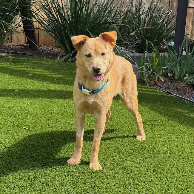 Enlarge Trudy, a Adoptable mixed breed in San Diego, CA image 2/3