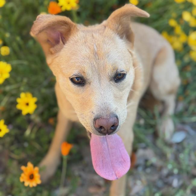Enlarge Trudy, a Adoptable mixed breed in San Diego, CA image 3/3