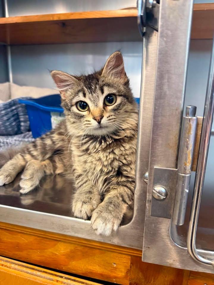 Enlarge Aspen, an adopted Domestic Short Hair in Wilmington, NC image 1/1