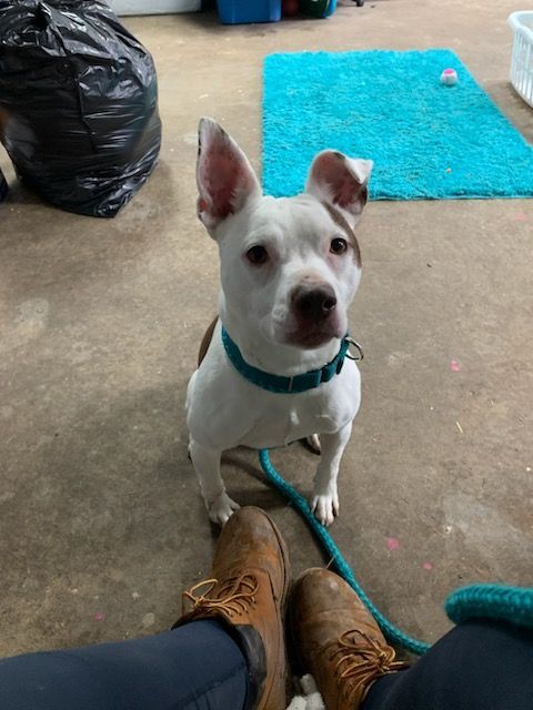 Enlarge Tinker, a Adoptable Mixed Breed in Youngstown, OH image 8/12