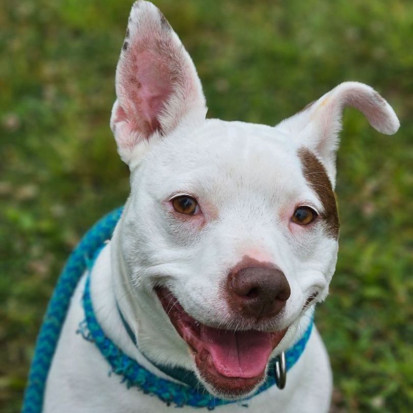 Enlarge Tinker, a Adoptable Mixed Breed in Youngstown, OH image 9/12