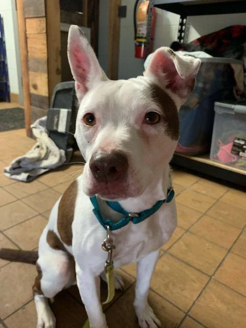 Enlarge Tinker, a Adoptable Mixed Breed in Youngstown, OH image 10/12