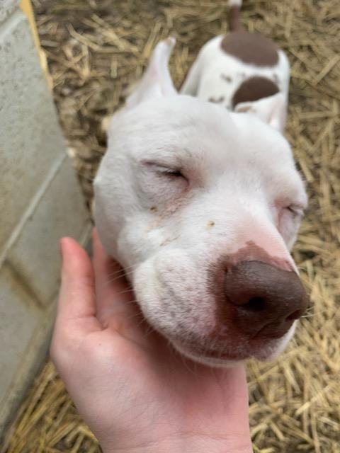 Enlarge Tinker, a Adoptable Mixed Breed in Youngstown, OH image 11/12