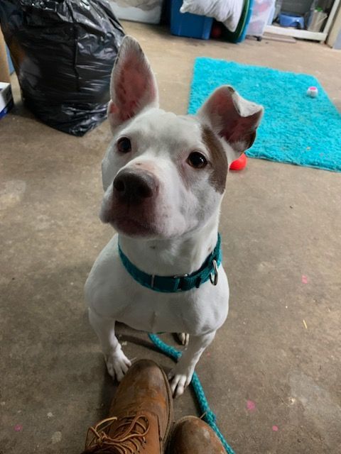 Enlarge Tinker, a Adoptable Mixed Breed in Youngstown, OH image 12/12