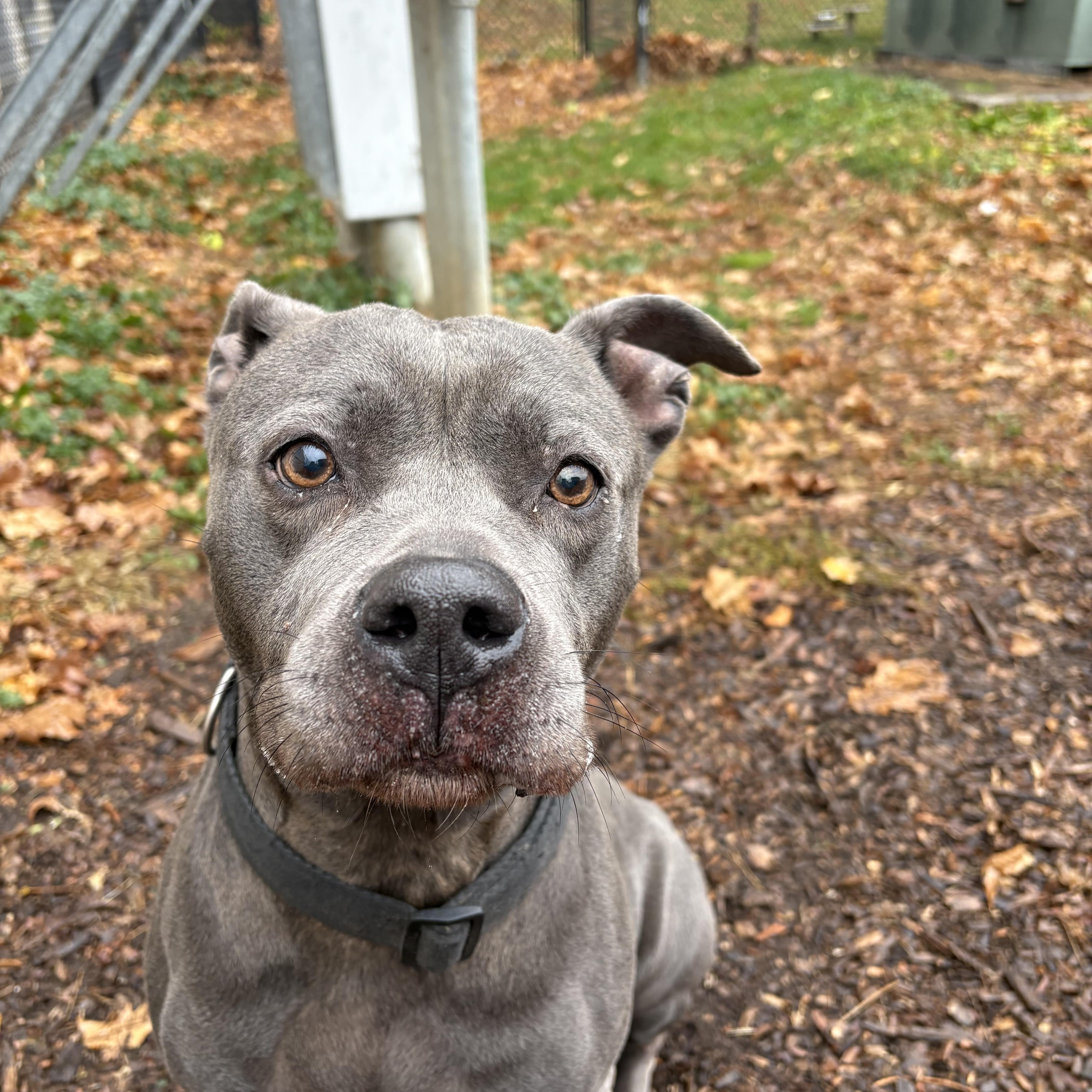 Enlarge Marie, an adopted American Staffordshire Terrier in Yonkers, NY image 1/5