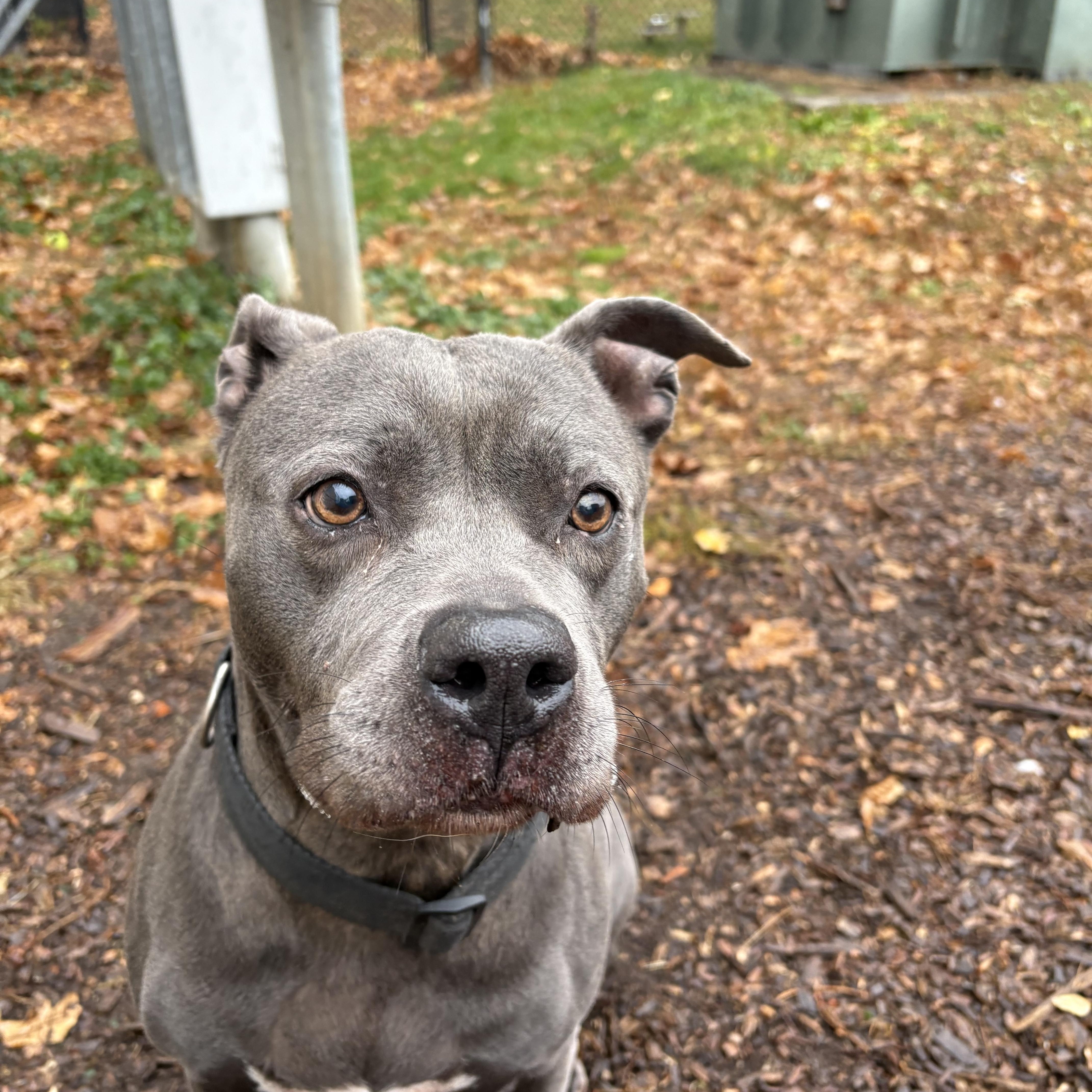 Enlarge Marie, an adopted American Staffordshire Terrier in Yonkers, NY image 2/5