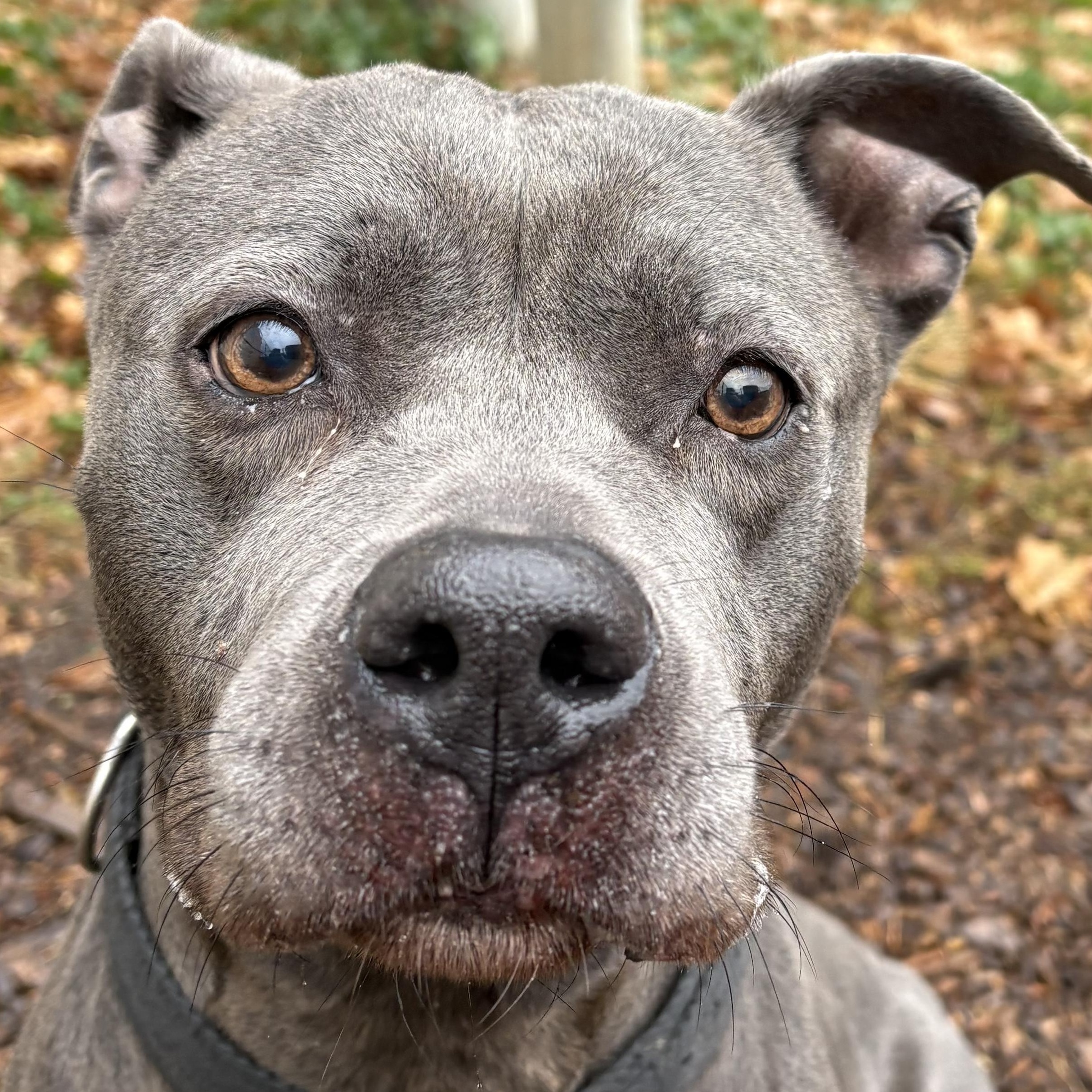 Enlarge Marie, an adopted American Staffordshire Terrier in Yonkers, NY image 3/5