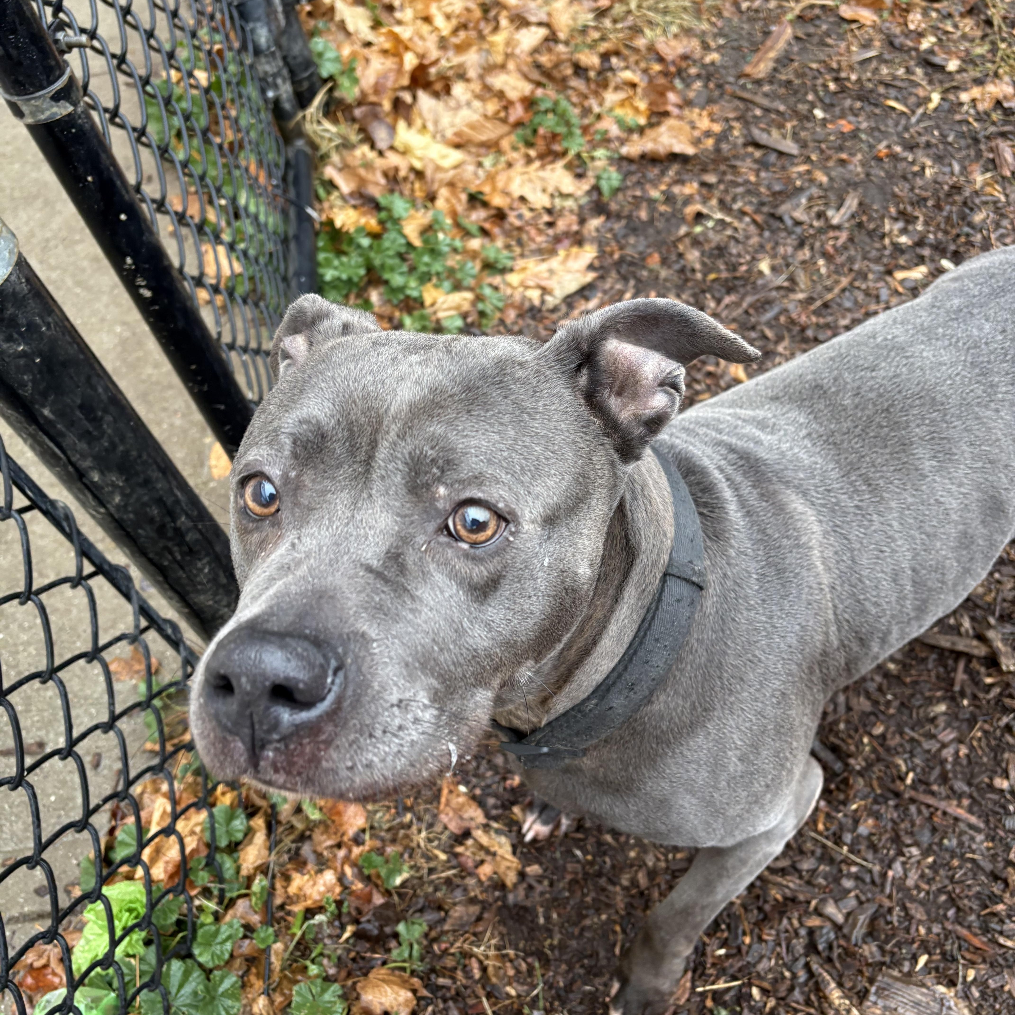 Enlarge Marie, an adopted American Staffordshire Terrier in Yonkers, NY image 4/5
