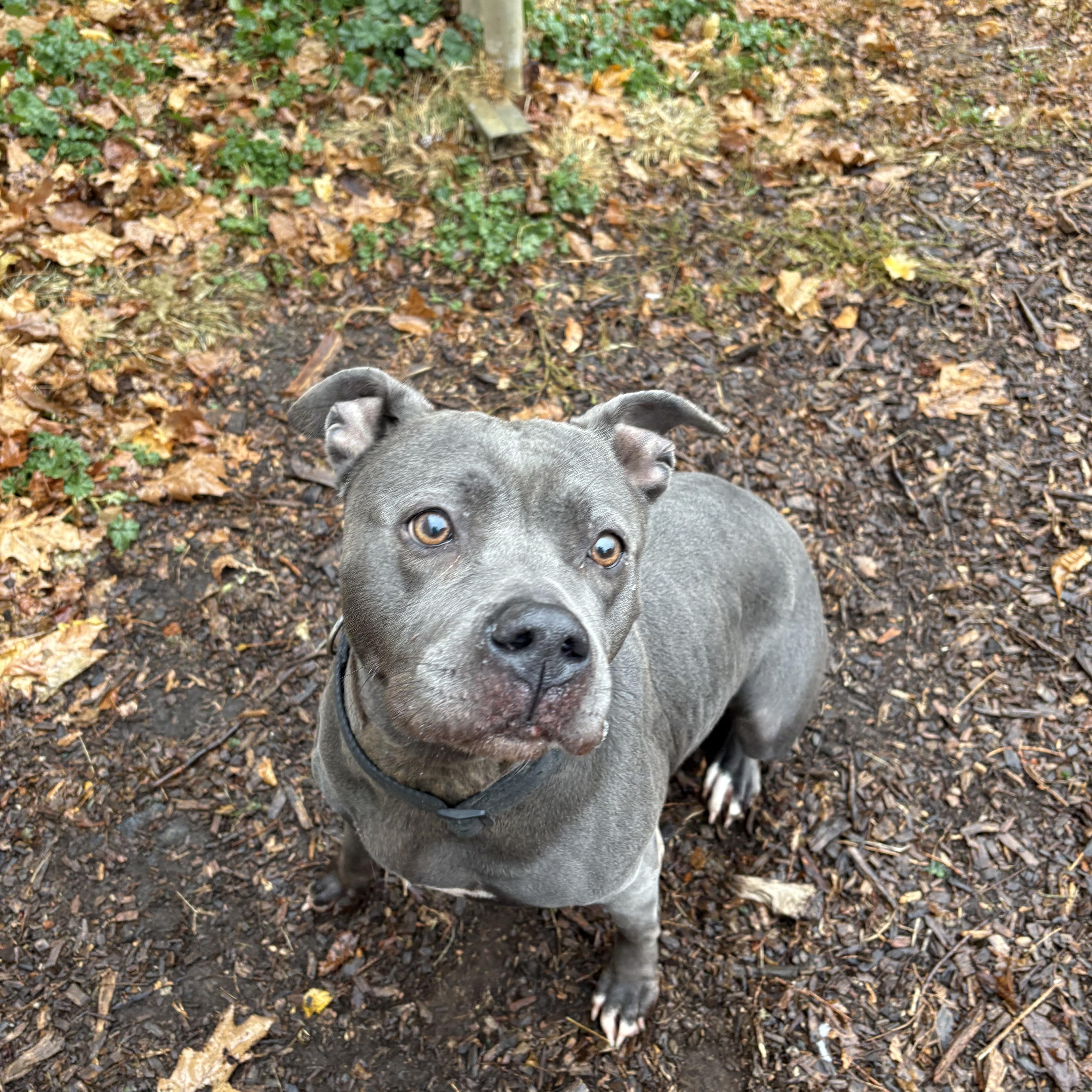 Enlarge Marie, an adopted American Staffordshire Terrier in Yonkers, NY image 5/5