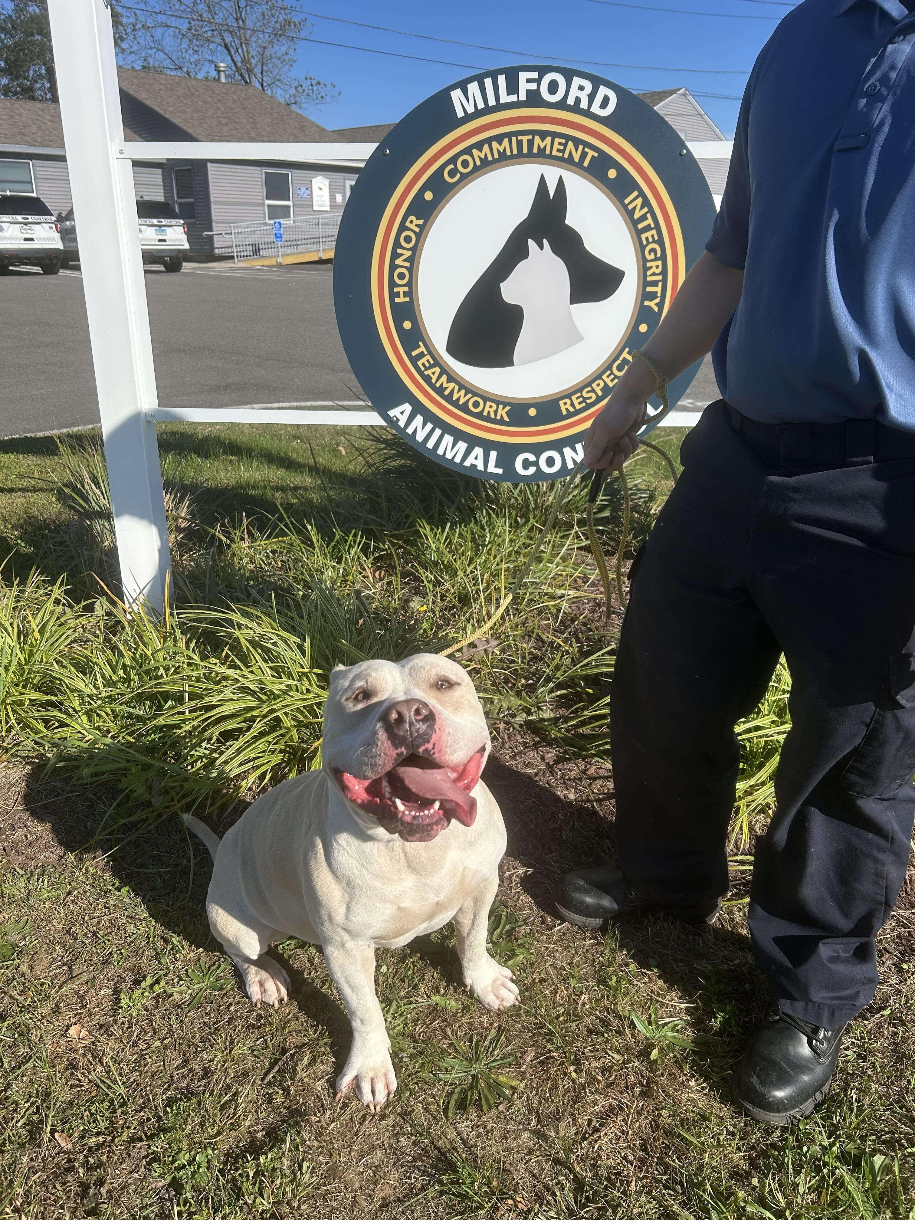 Chowder, Adoptable, Adult Male Pit Bull Terrier & Staffordshire Bull Terrier.