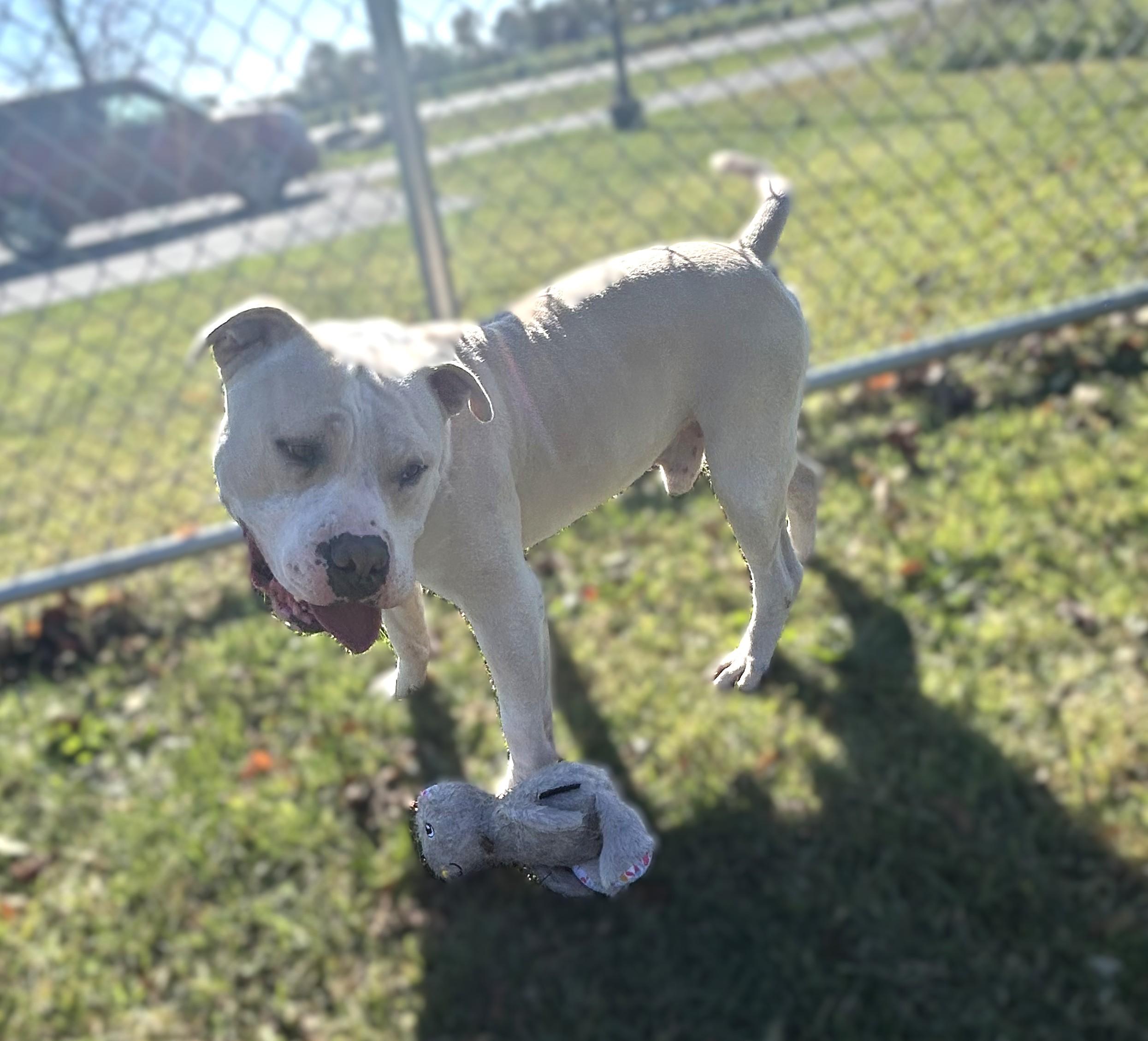 Chowder, a Adoptable mixed breed in Milford, CT image 2/3