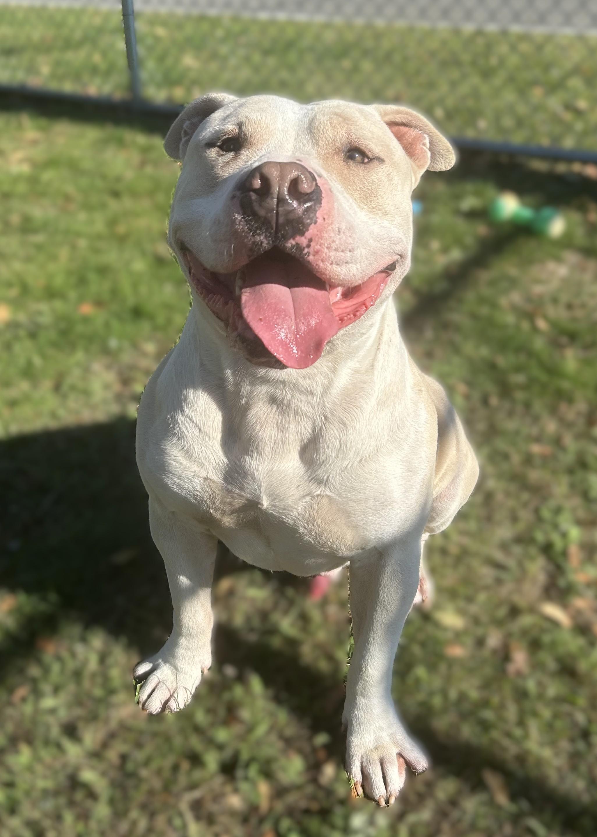 Chowder, a Adoptable mixed breed in Milford, CT image 3/3