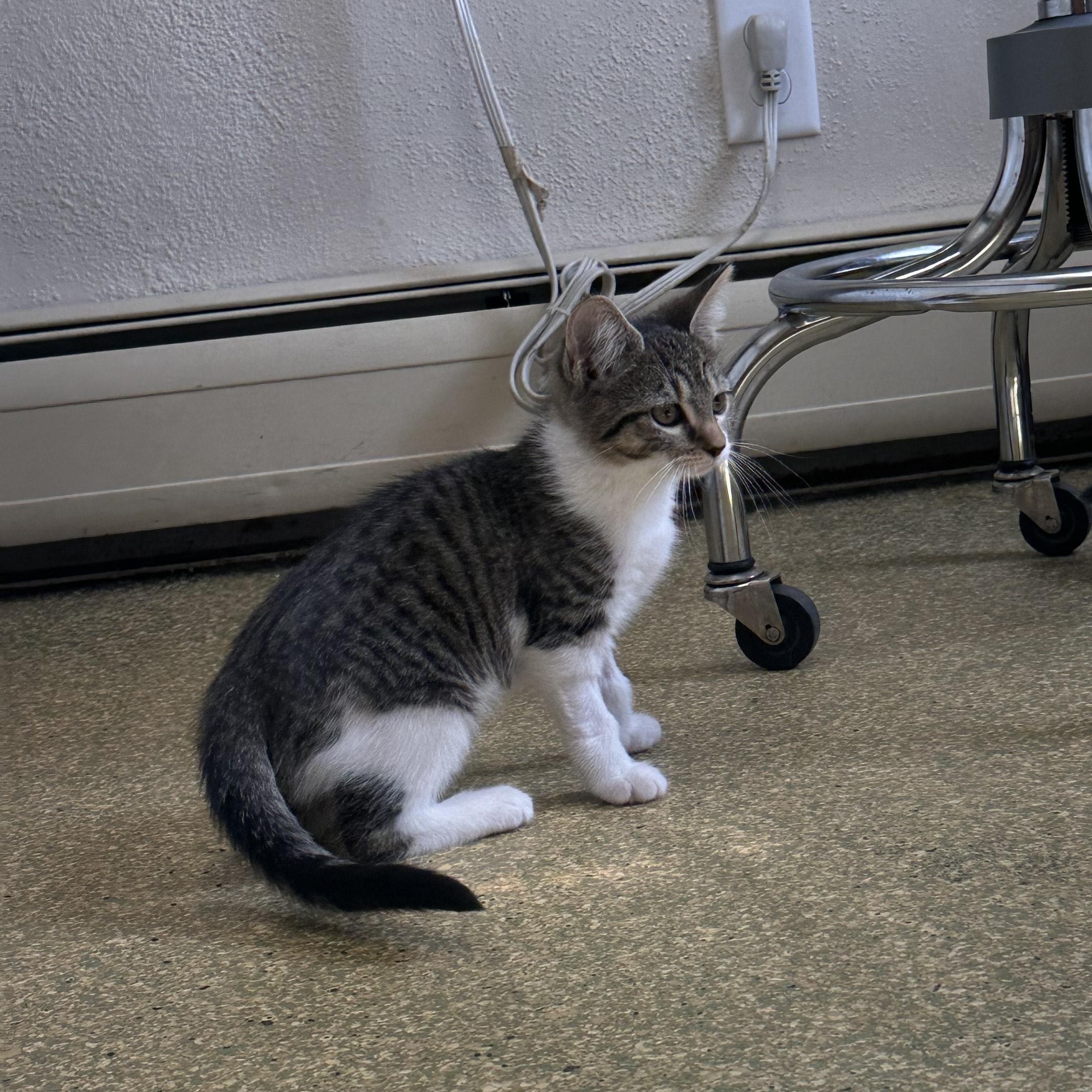 Enlarge Miranda, a Adopted Domestic Short Hair in South Deerfield, MA image 2/3