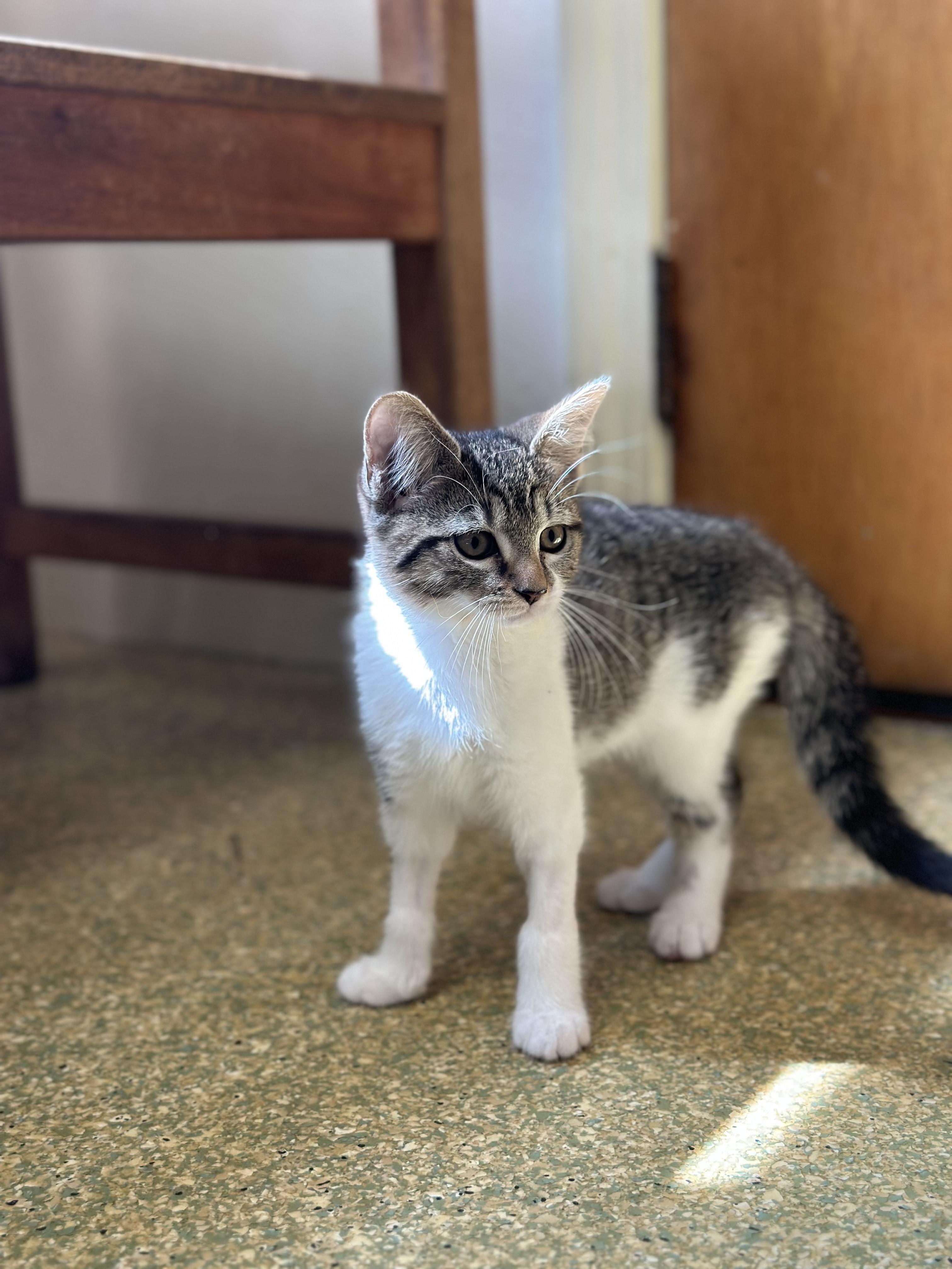 Miranda, Adopted, Young Female Domestic Short Hair.